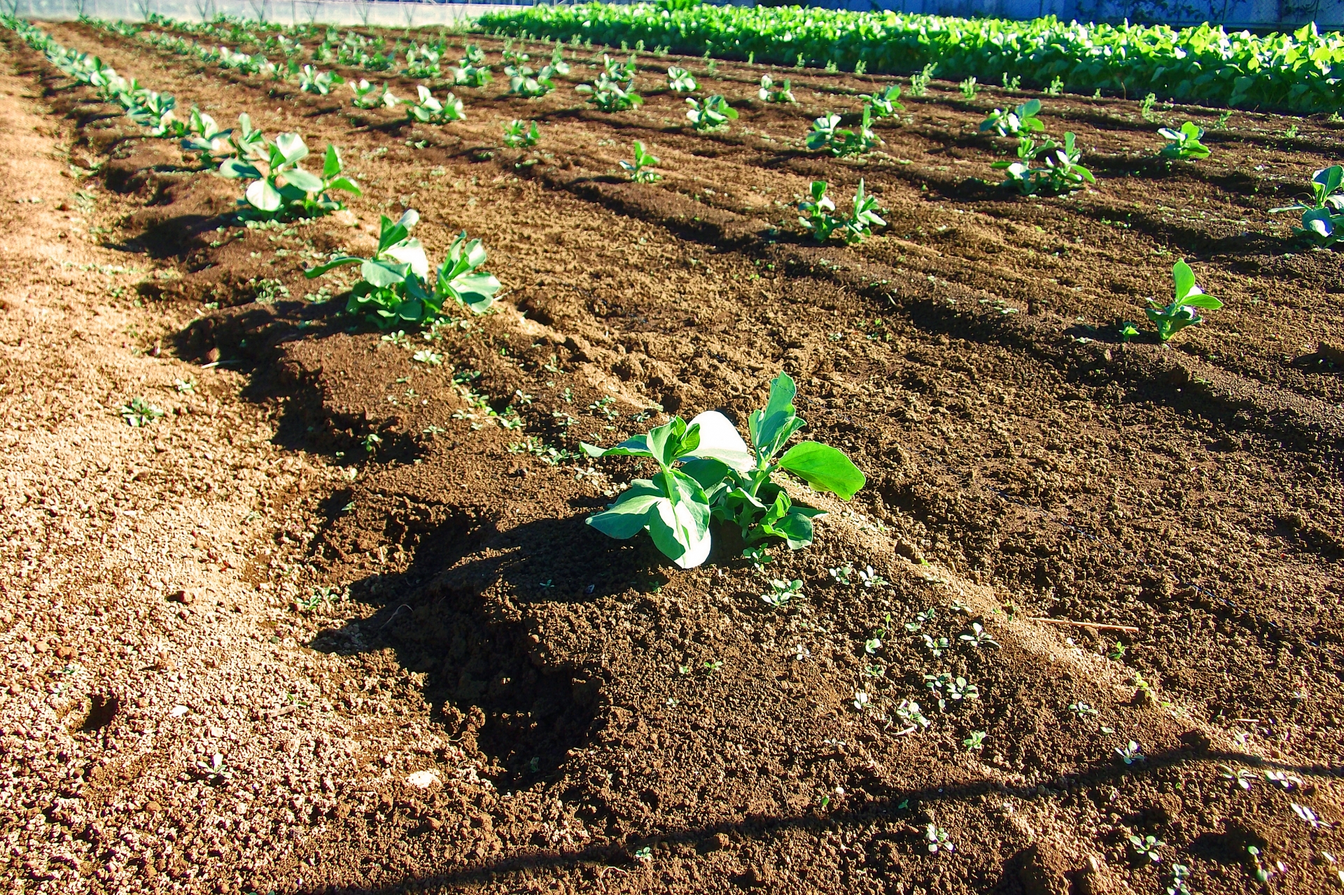 安心・安全な野菜が食べたい」自分で野菜をつくって、学ぶことにした。 |