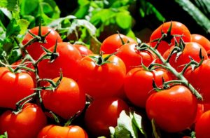 トマトの育て方 甘くて水々しいトマトを育てるコツは 水分少なめ