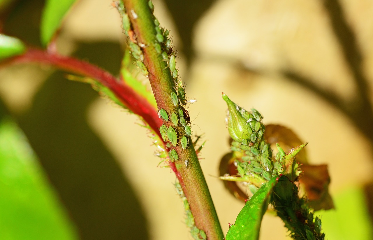 家庭菜園で見かける虫はどこからやってくる 寄せ付けにくくする方法は