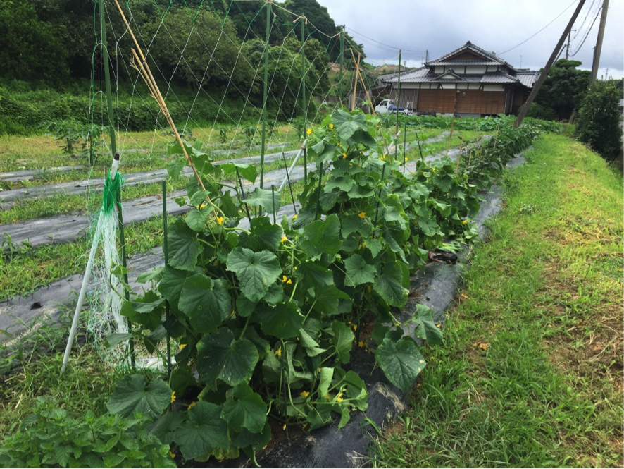 家庭菜園の台風対策 これだけはやっておきたい 簡単にできる台風対策