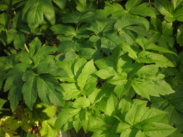 手抜き家庭菜園 放置栽培に向いてる野菜 明日葉 パート2