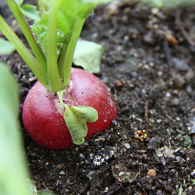 春から始めよう 家庭菜園一年生におすすめの育てやすい野菜 注意点