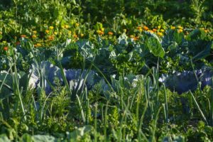 簡単にできる家庭菜園 植えっぱなしokの野菜