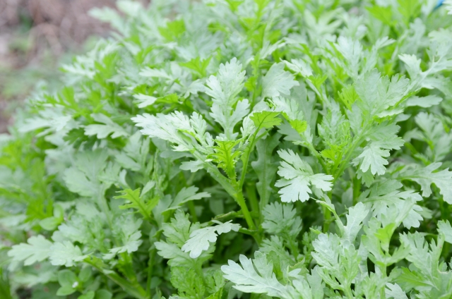 虫が付きにくい野菜で家庭菜園を楽しもう 虫がつきやすい野菜への対策も紹介